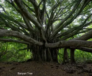 Banyan Tree