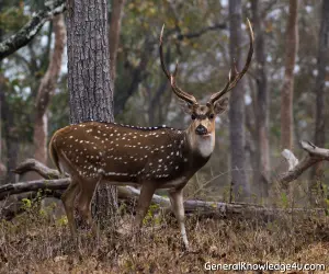 Barasingha-swamp deer