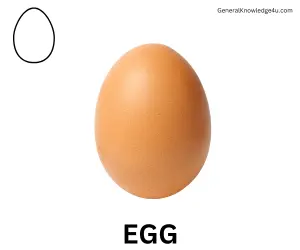 EGG