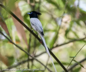 Indian paradise flycatcher Bird