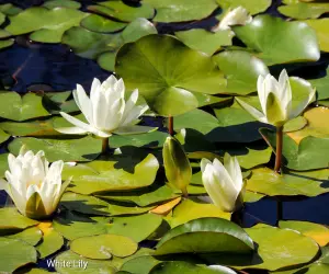 White Lily